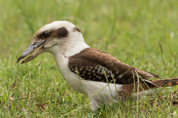 Laughing Kookaburra in Australia