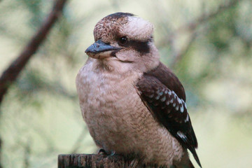 Laughing Kookaburra in Australia