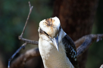 Laughing Kookaburra in Australia