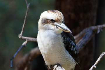 Obraz premium Laughing Kookaburra in Australia
