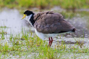 Masked Lapwing