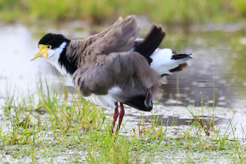 Masked Lapwing