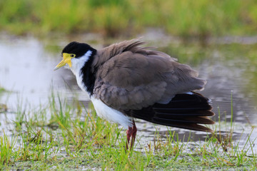 Masked Lapwing
