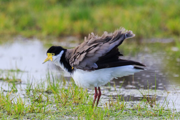 Masked Lapwing