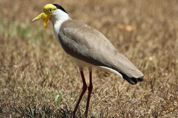 Masked Lapwing