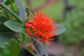 The red flowers in the garden that grow the trees start to have beautiful natural flowers.