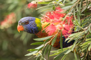 Rainbow Lorikeet in Australia