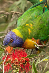Rainbow Lorikeet in Australia