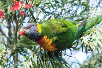 Rainbow Lorikeet in Australia