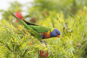 Rainbow Lorikeet in Australia