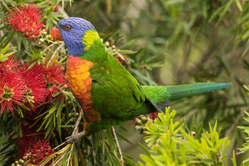Rainbow Lorikeet in Australia