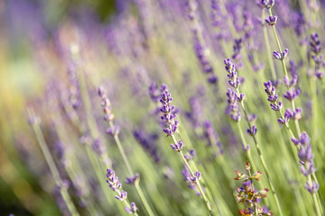 Floral background of lavender blooming. Purple lavender flowers on natural background.
