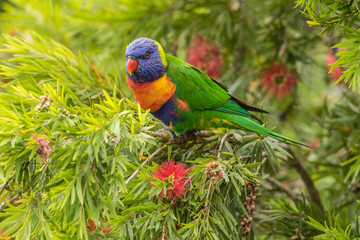 Rainbow Lorikeet in Australia