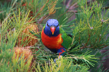 Rainbow Lorikeet in Australia