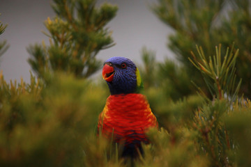Rainbow Lorikeet in Australia