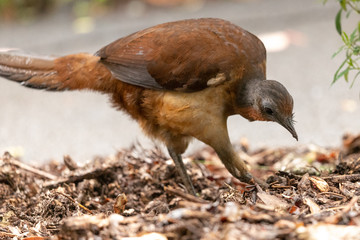 Albert's Lyrebird in Australia