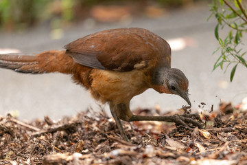 Albert's Lyrebird in Australia