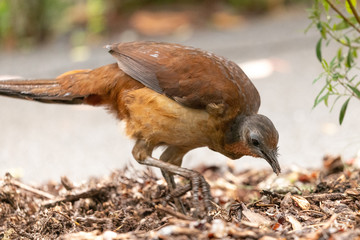 Albert's Lyrebird in Australia
