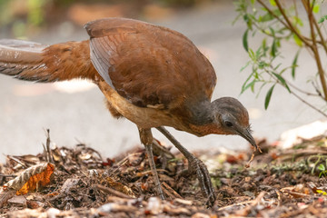Albert's Lyrebird in Australia
