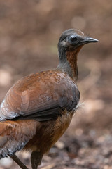 Albert's Lyrebird in Australia