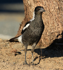 Australasian Magpie 