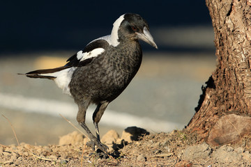 Australasian Magpie 