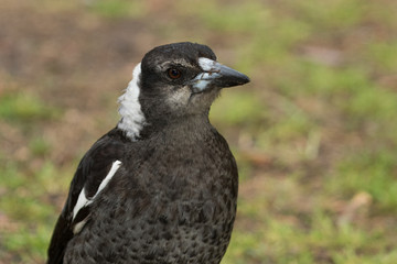 Australasian Magpie 