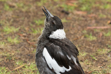 Australasian Magpie 
