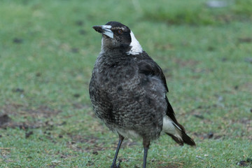 Australasian Magpie 