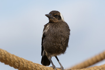 Australasian Magpie 