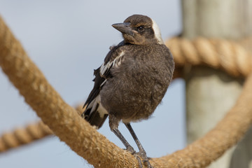 Fototapeta premium Australasian Magpie 