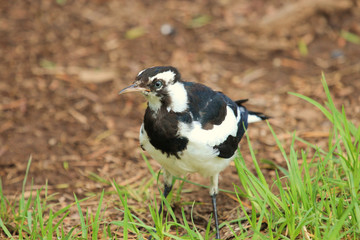 Magpie Lark in Queensland Australia