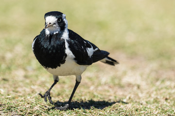 Fototapeta premium Magpie Lark in Queensland Australia