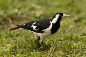 Magpie Lark in Queensland Australia