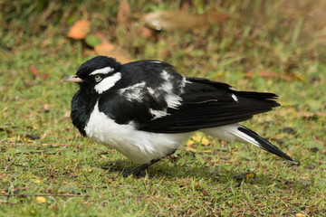 Magpie Lark in Queensland Australia