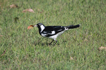 Magpie Lark in Queensland Australia