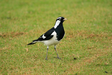 Magpie Lark in Queensland Australia