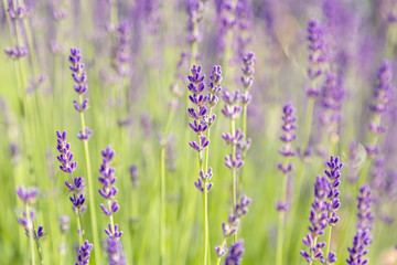 Lavender flowers. Lavender blooms. Aromatic herbs and medicinal plants in the garden. Floral background.