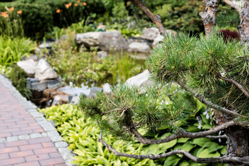 selective focus of green pine tree near walkway in park