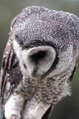 Sooty Owl in Queensland Australia