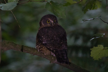 Ruru Endemic New Zealand Owl
