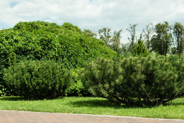 conifer trees on green fresh grass against sky with clouds