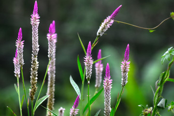  The pink grass flower in the garden begins to have flowers and is naturally beautiful and refreshing.