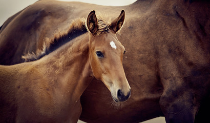 Portrait of a red foal sporting breed - obrazy, fototapety, plakaty