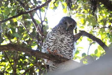 Powerful Owl in Sydney Australia