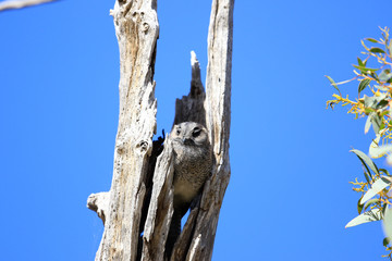 Australian Owlet Nightjar