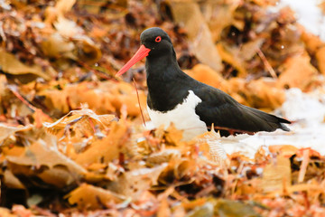 Pied Oystercatcher in Australia