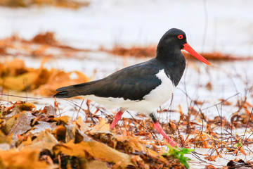 Pied Oystercatcher in Australia