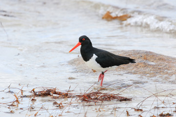Pied Oystercatcher in Australia