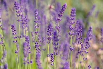 Lavender flowers. Lavender blooms. Aromatic herbs and medicinal plants in the garden. Floral background.